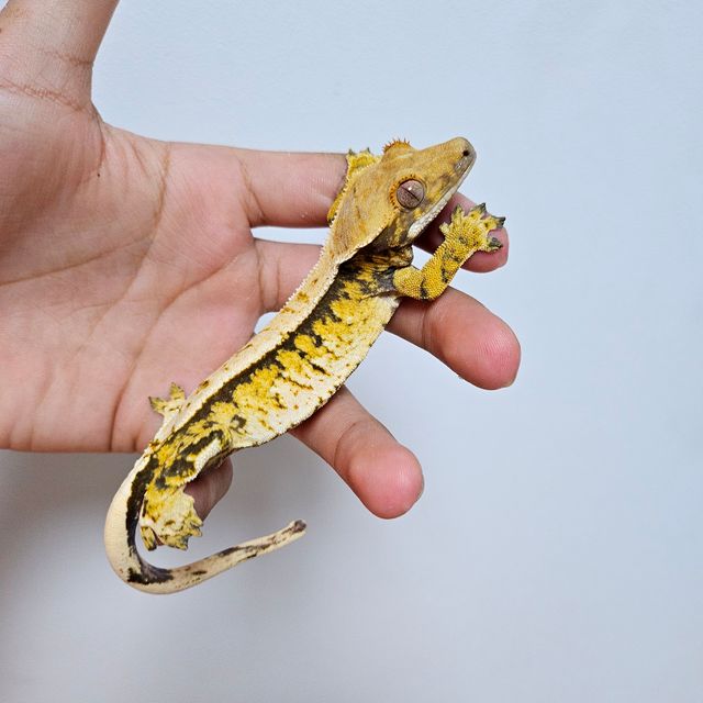 트라이