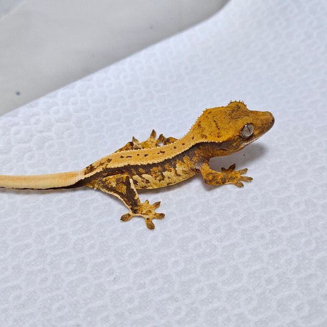 트라이