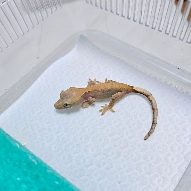 하이포