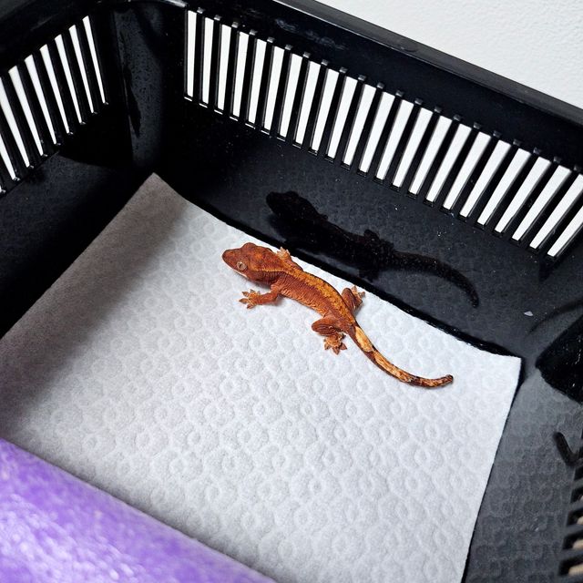 하이포 트라이 텐저린