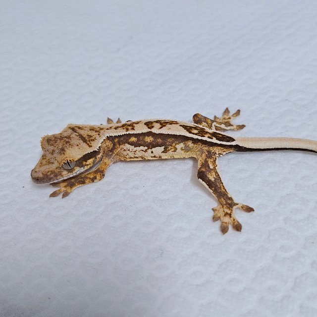 트라이 드리피 화이트스팟 쿼드