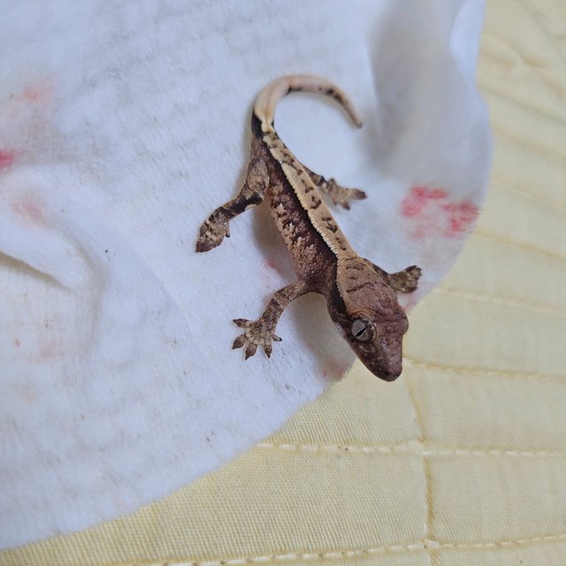 트라이 드리피 화이트스팟