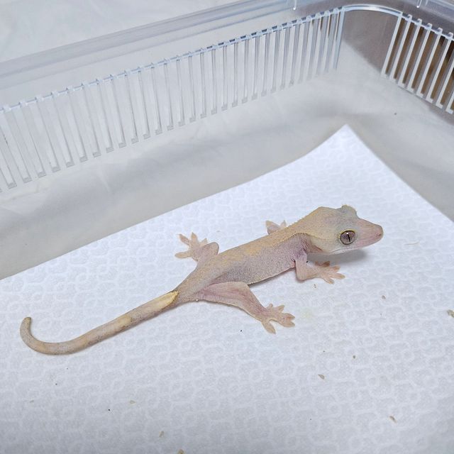 패턴리스 하이포