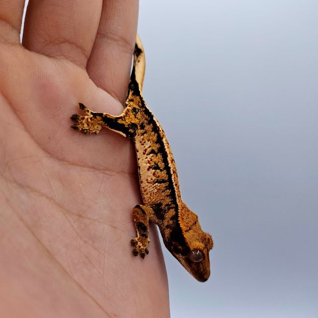 바브 트라이