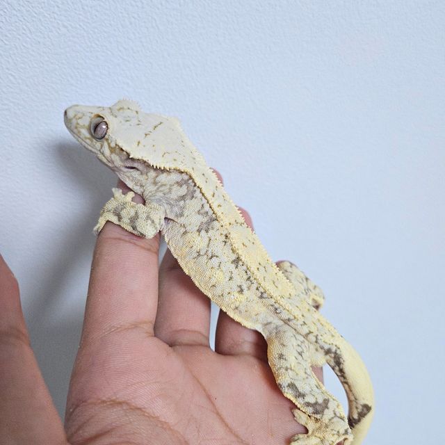 드리피 화이트스팟