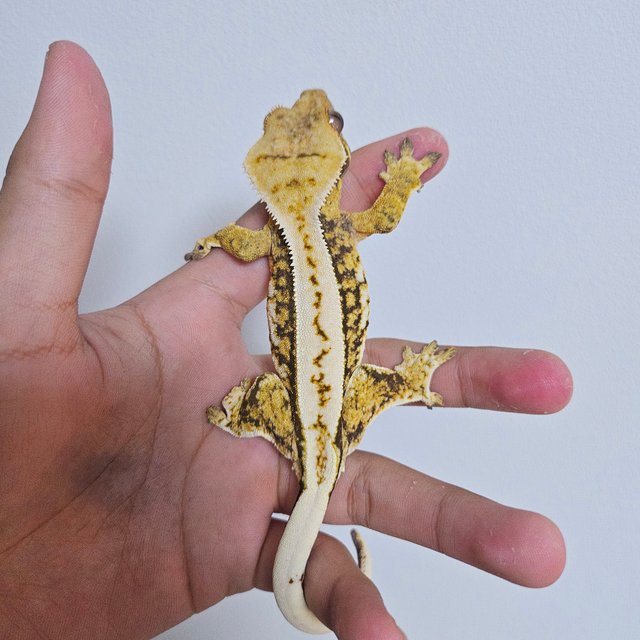 트라이 드리피 쿼드