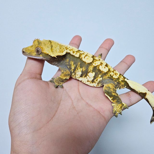 트라이