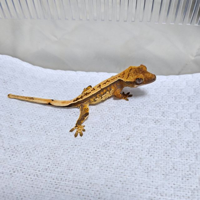 트라이