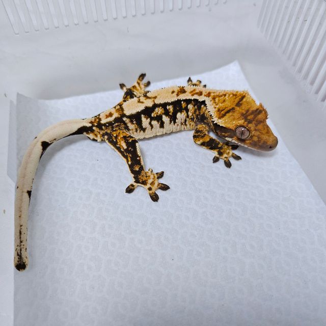 트라이