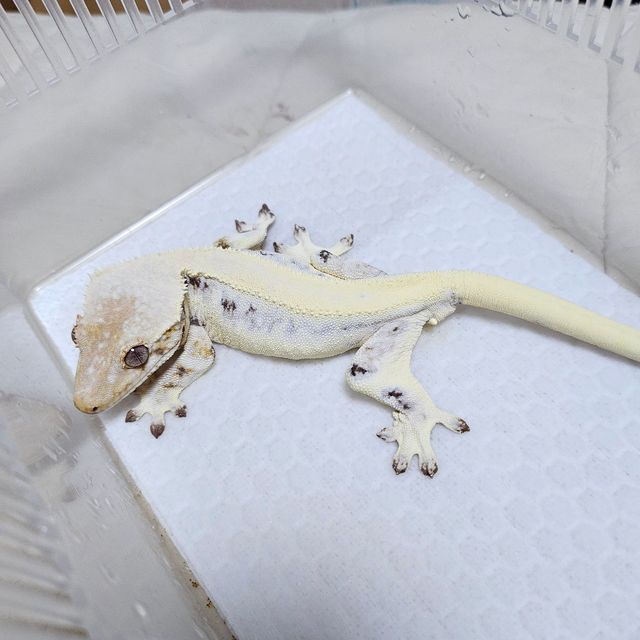릴리 세이블