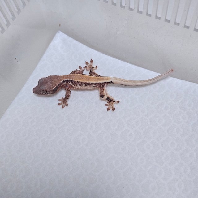 세이블 릴리100%헷아잔틱