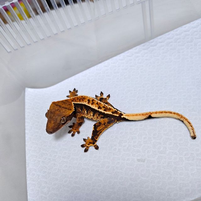 바브 풀핀 텐저린 트라이