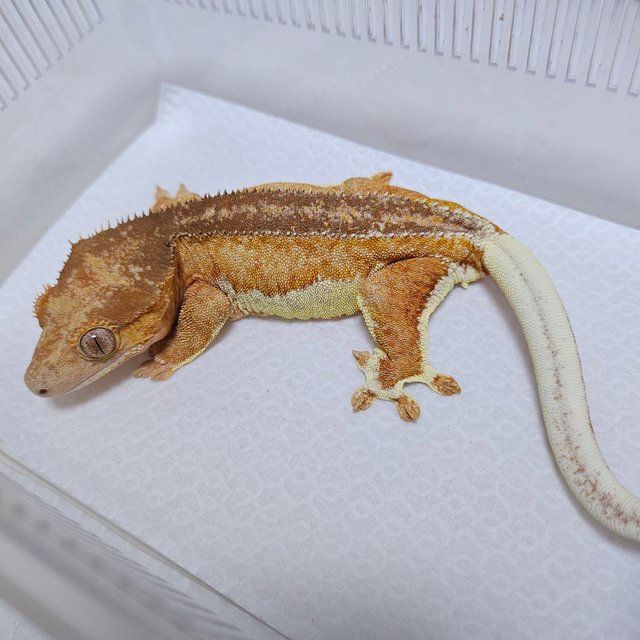 크림 팬텀 릴리화이트