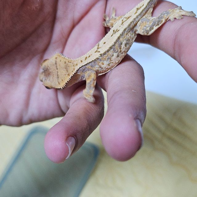 레이지 트라이 드리피 화이트스팟