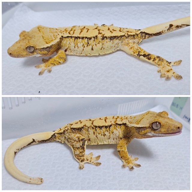 트라이 드리피 화이트스팟