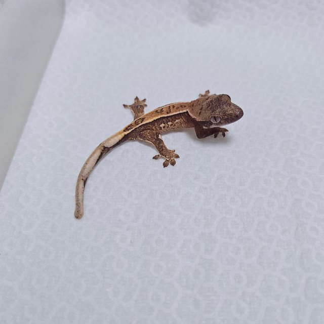 트라이 쿼드 드리피 화이트스팟