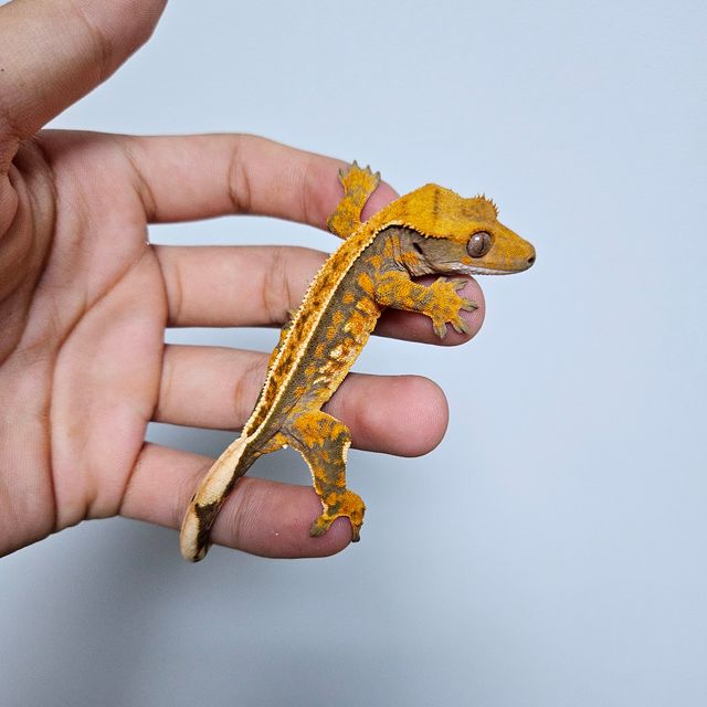 트라이