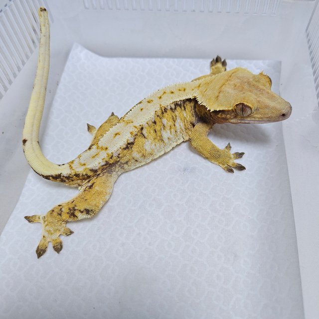 트라이 화이트스팟 드리피