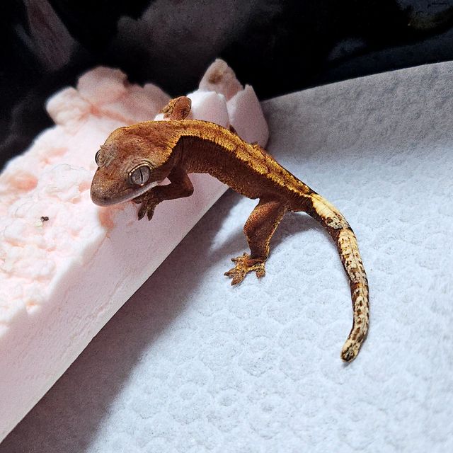 하이포