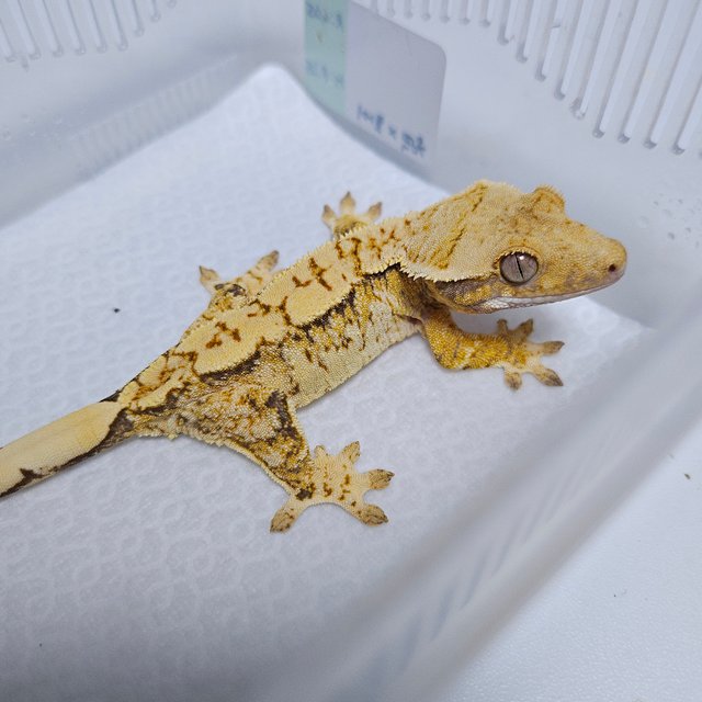 트라이 드리피 화이트스팟