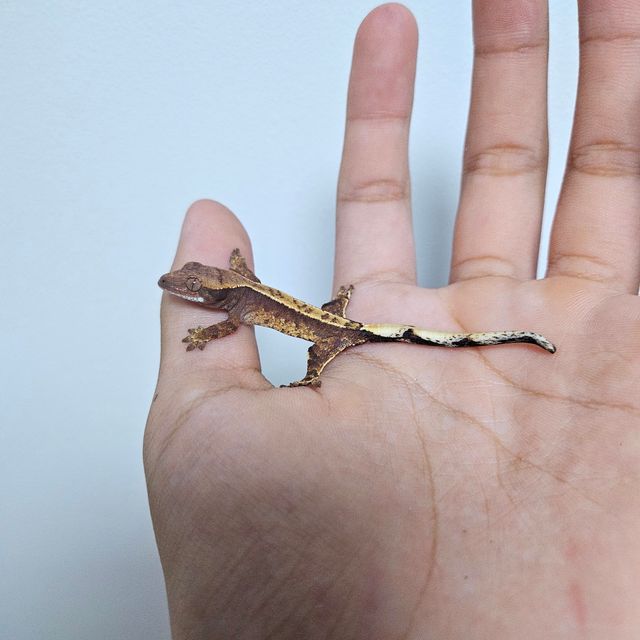 풀핀 트라이