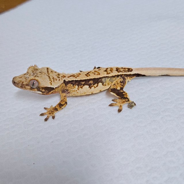 트라이 쿼드 화이트핀