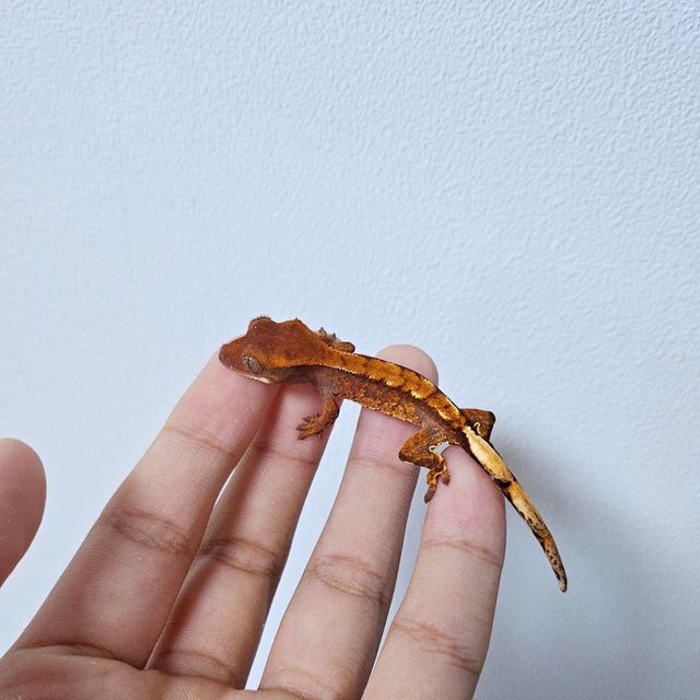 트라이 텐저린