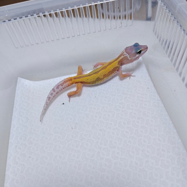 머피 패턴리스 사이퍼