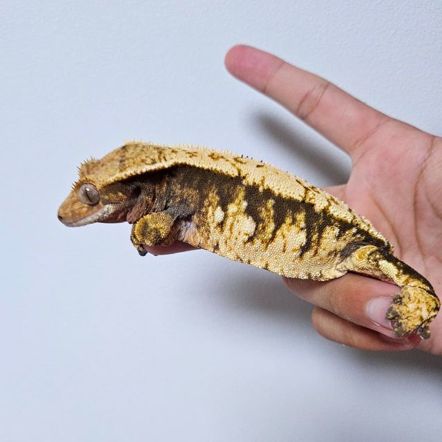 텐저린 트라이