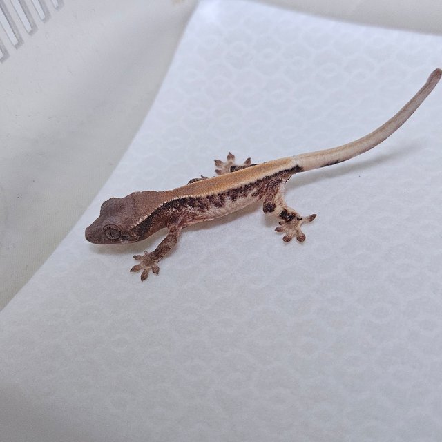 세이블 릴리100%헷아잔틱