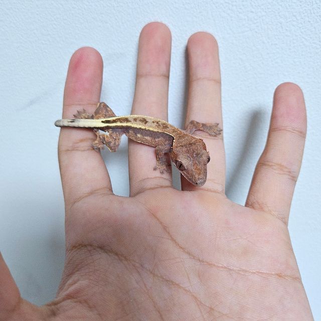 풀핀 카푸치노