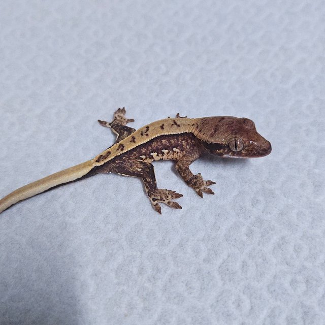 트라이 드리피 화이트스팟