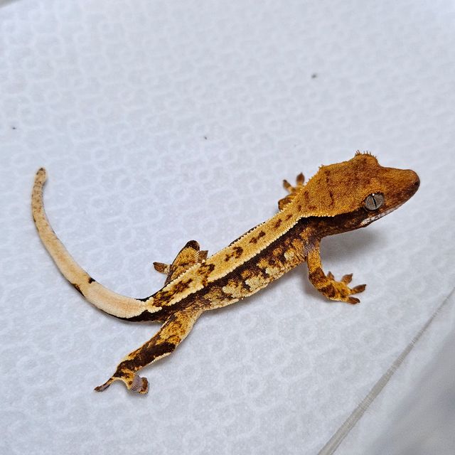 트라이