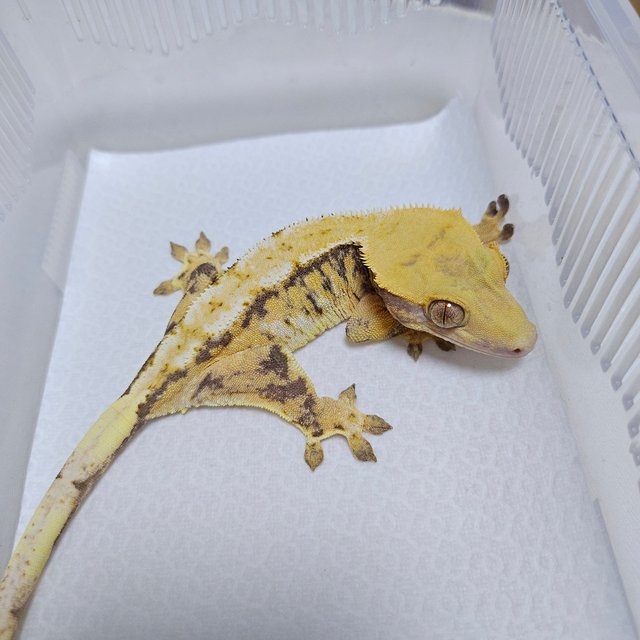 트라이 화이트스팟 드리피