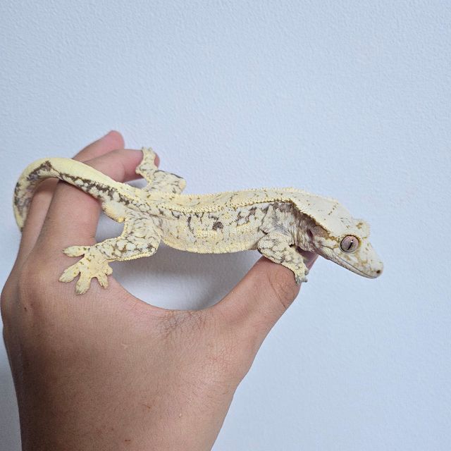 드리피 화이트스팟