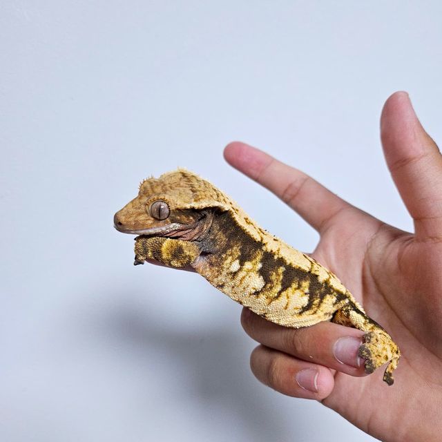 텐저린 트라이
