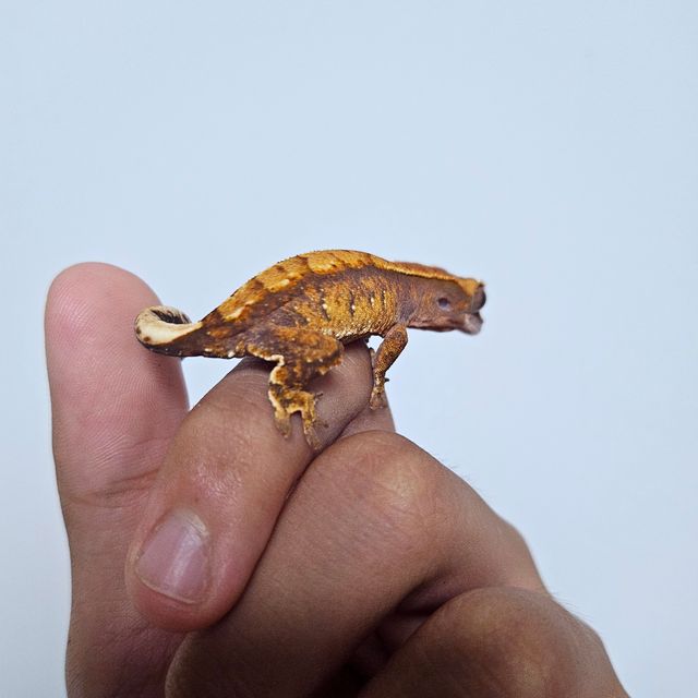 트라이 텐저린