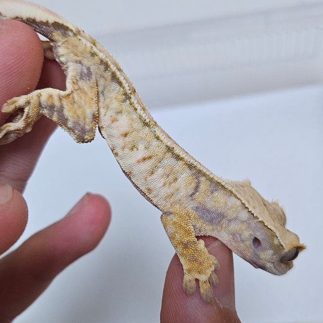 트라이 드리피 화이트스팟