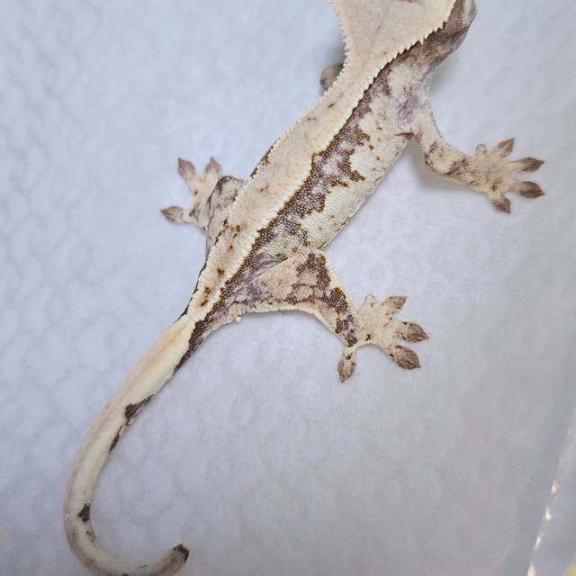 트라이 쿼드 화이트스팟