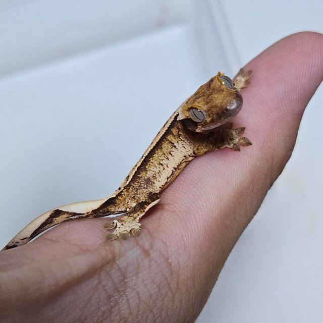 트라이 드리피 화이트스팟