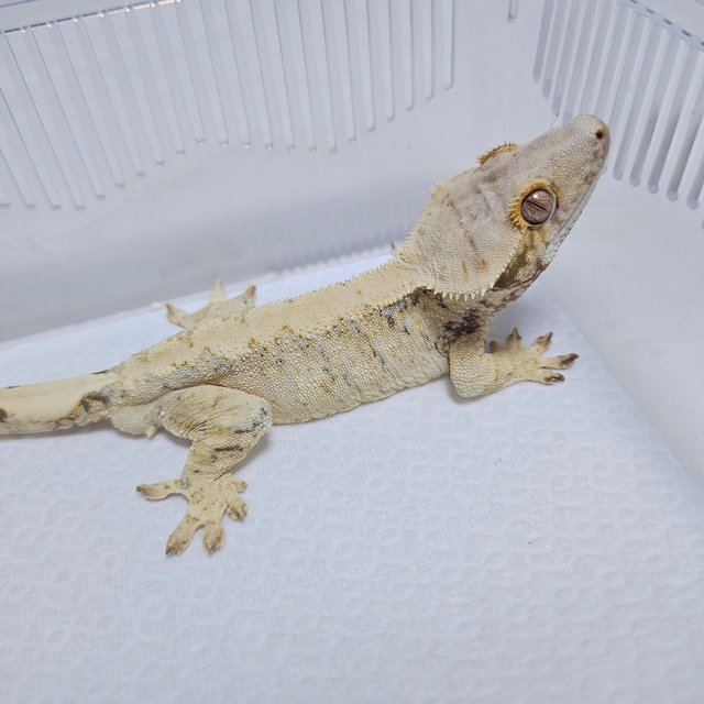 트라이 드리피 화이트스팟 화이트포트홀