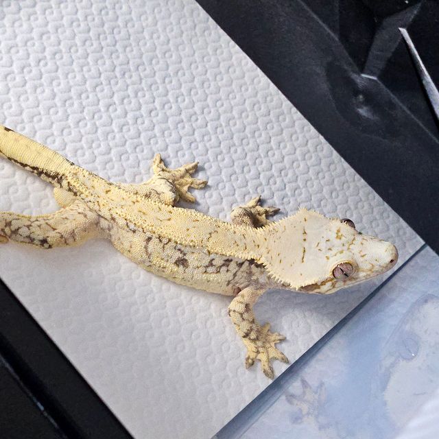 드리피 화이트스팟