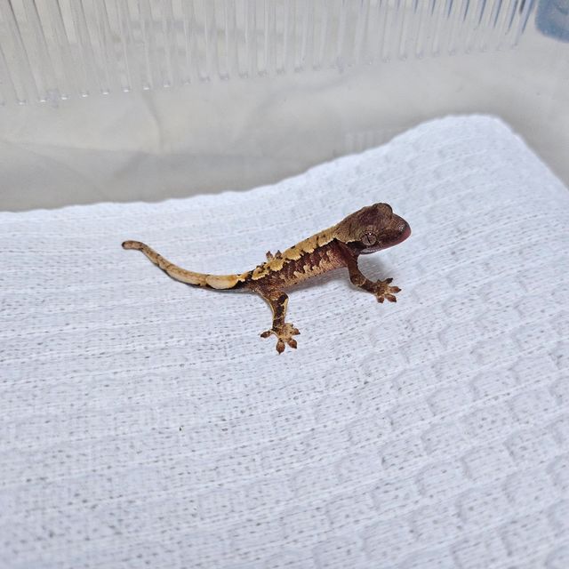 트라이