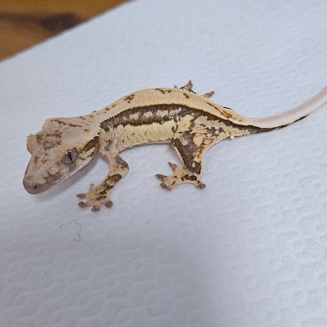 트라이 쿼드 드리피 화이트스팟