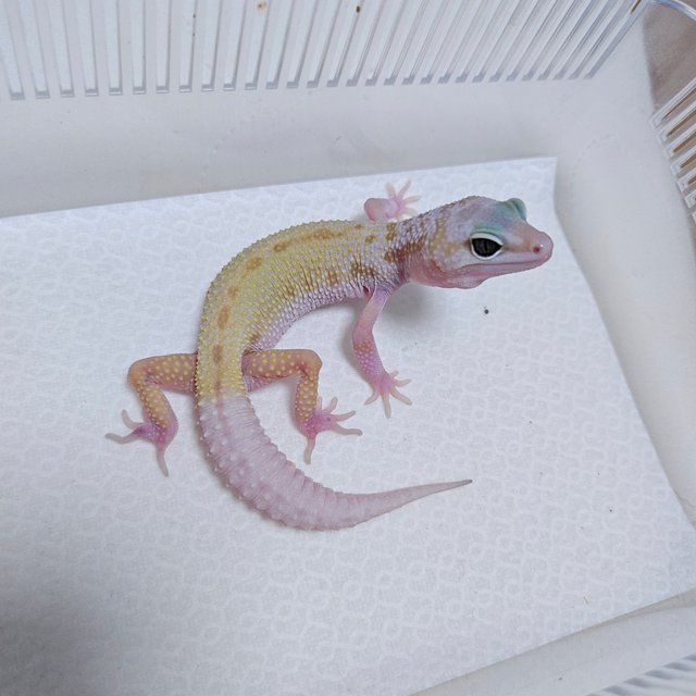 스노우 머피 패턴리스 사이퍼