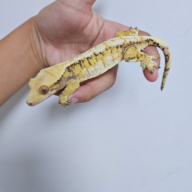 트라이 화이트스팟 드리피