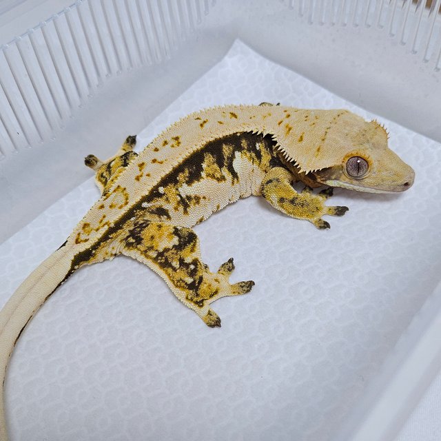 트라이 풀핀 쿼드