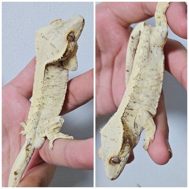 트라이 드리피 화이트스팟 화이트포트홀