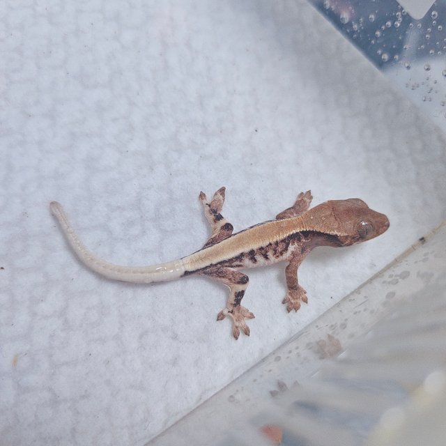 릴리 세이블 100%헷아잔틱