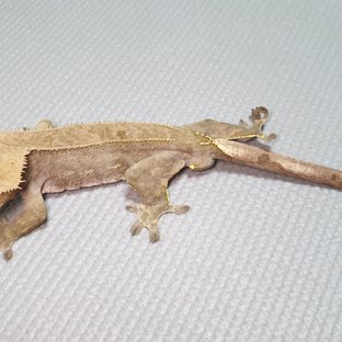 100%헷아잔틱 팬텀